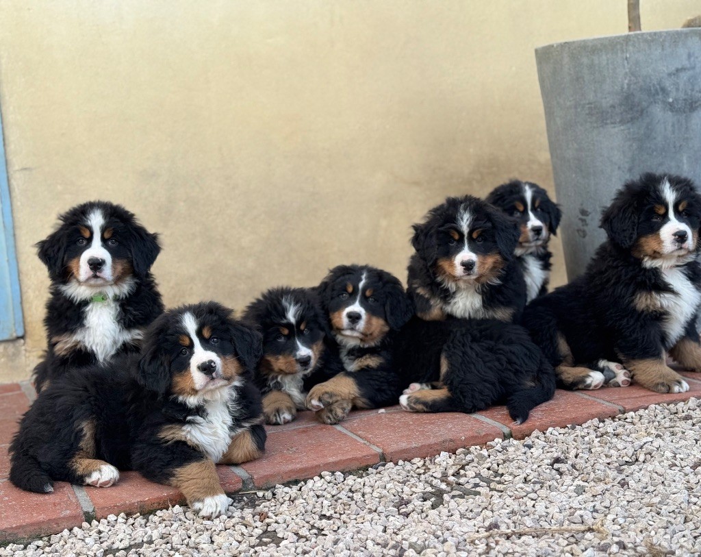 chiot Bouvier Bernois Du Secret Des Mimosas