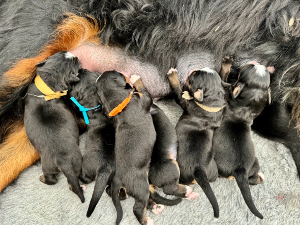 chiot Bouvier Bernois Du Secret Des Mimosas