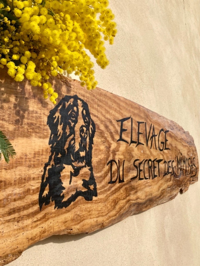 Du Secret Des Mimosas - Du secret des mimosas