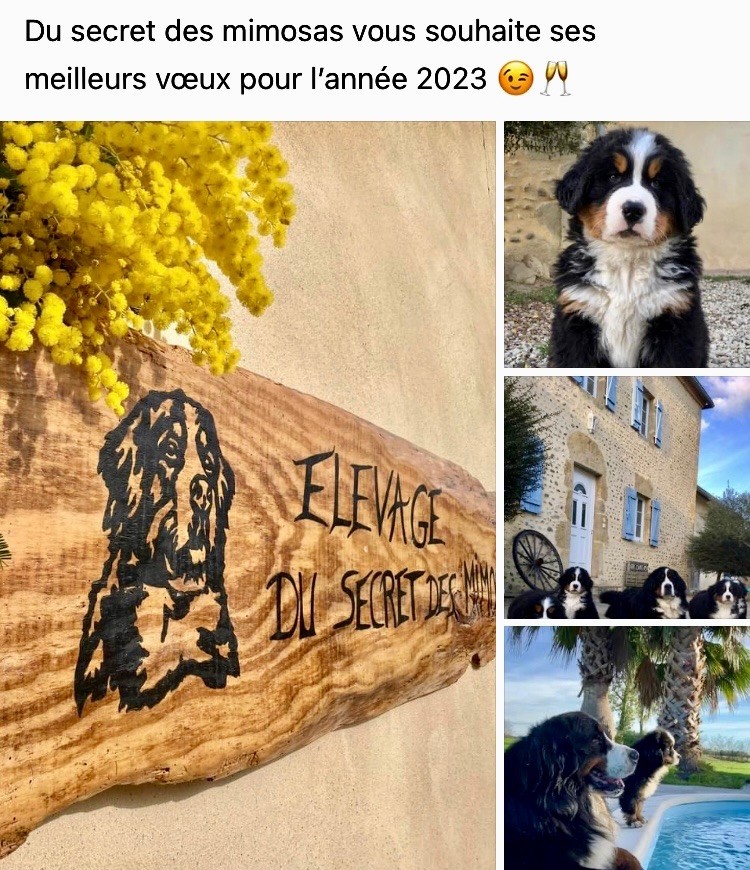 Du Secret Des Mimosas - Belle et douce année 2023