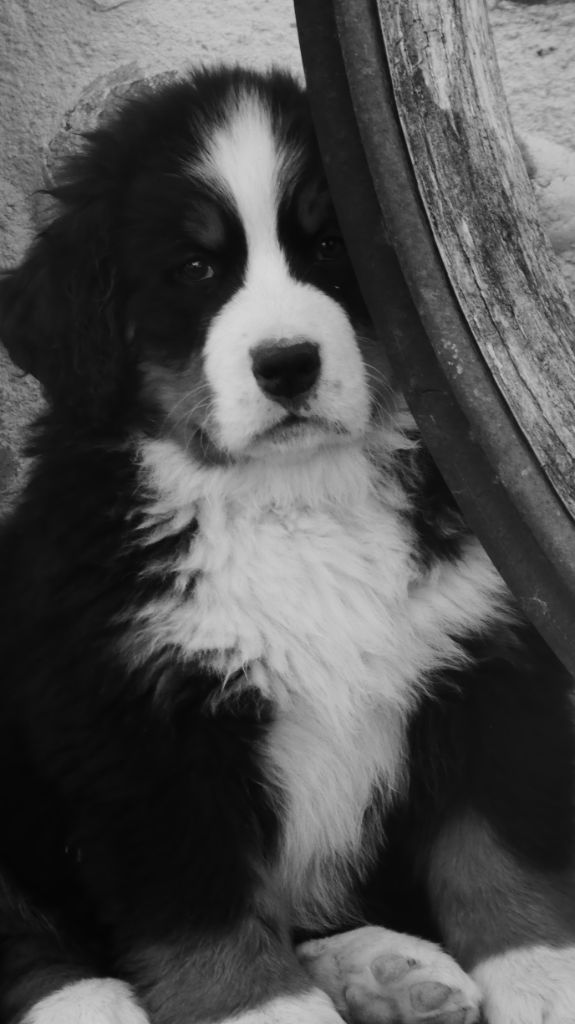 photos noir et blanc