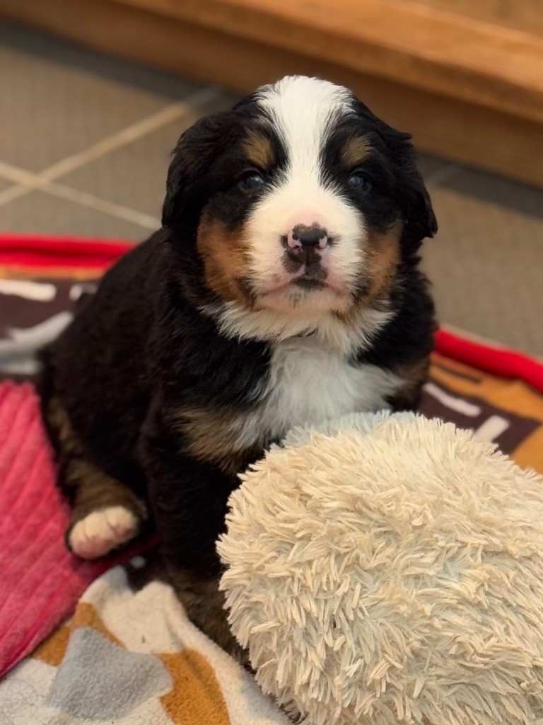 Du Secret Des Mimosas - Chiots disponibles - Bouvier Bernois