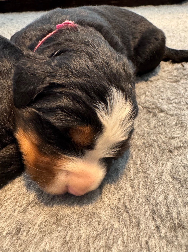 Du Secret Des Mimosas - Chiots disponibles - Bouvier Bernois