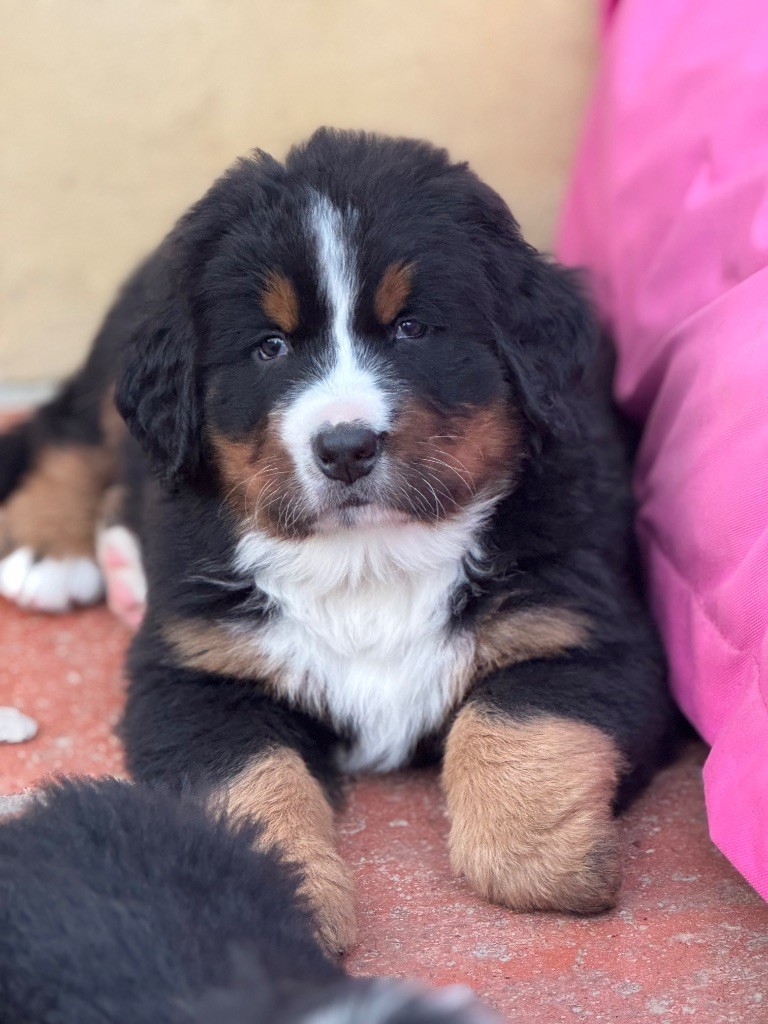 Du Secret Des Mimosas - Chiots disponibles - Bouvier Bernois