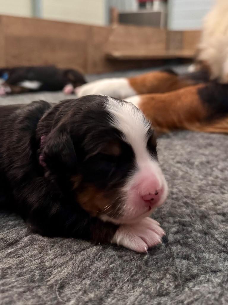 Du Secret Des Mimosas - Chiots disponibles - Bouvier Bernois