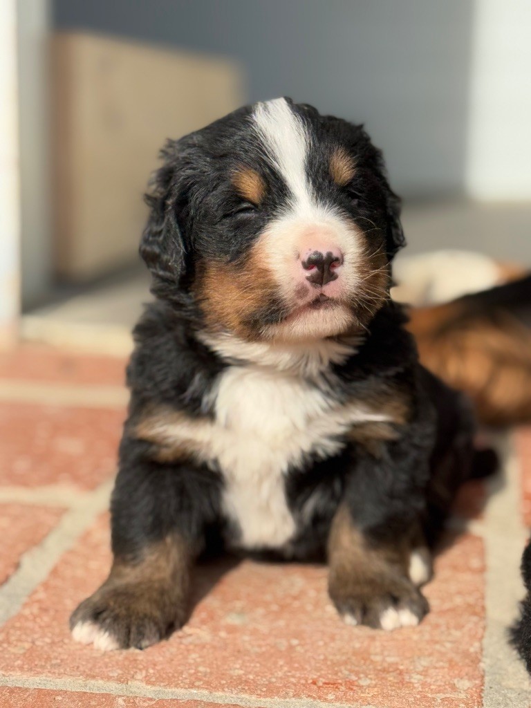 Du Secret Des Mimosas - Chiots disponibles - Bouvier Bernois