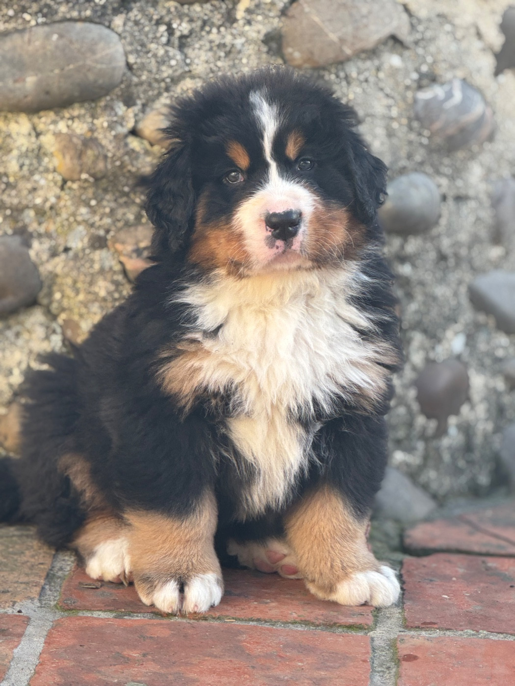 Du Secret Des Mimosas - Chiots disponibles - Bouvier Bernois