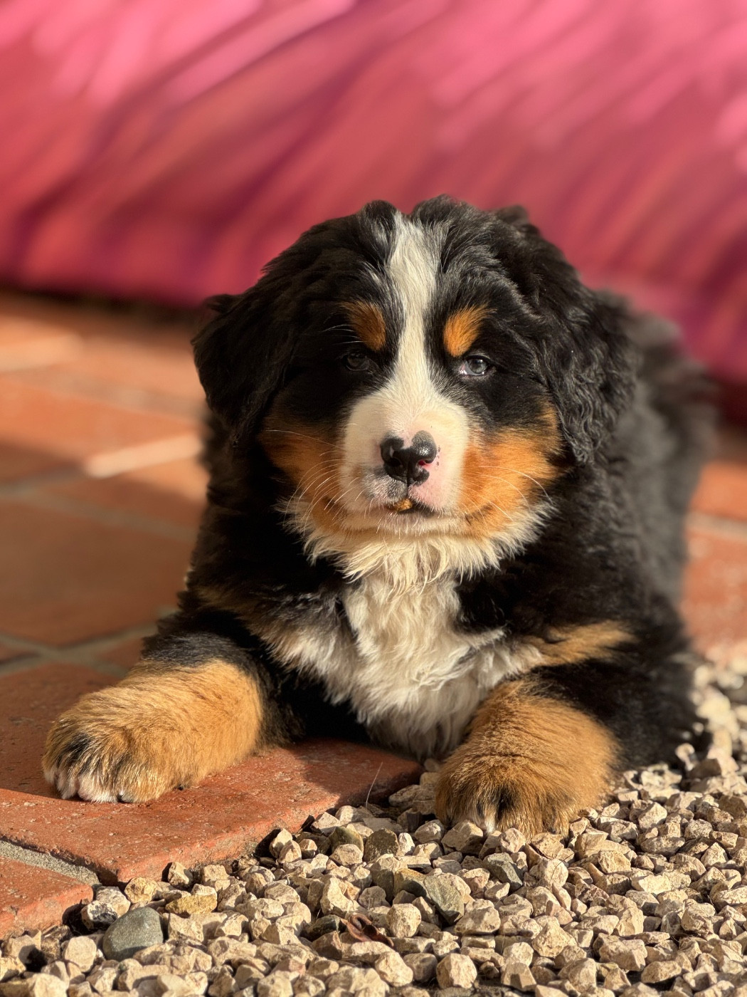 Du Secret Des Mimosas - Chiots disponibles - Bouvier Bernois