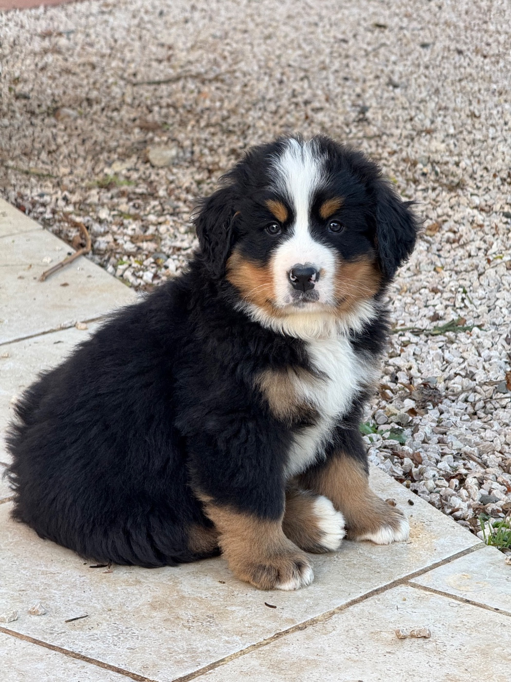 Du Secret Des Mimosas - Chiots disponibles - Bouvier Bernois