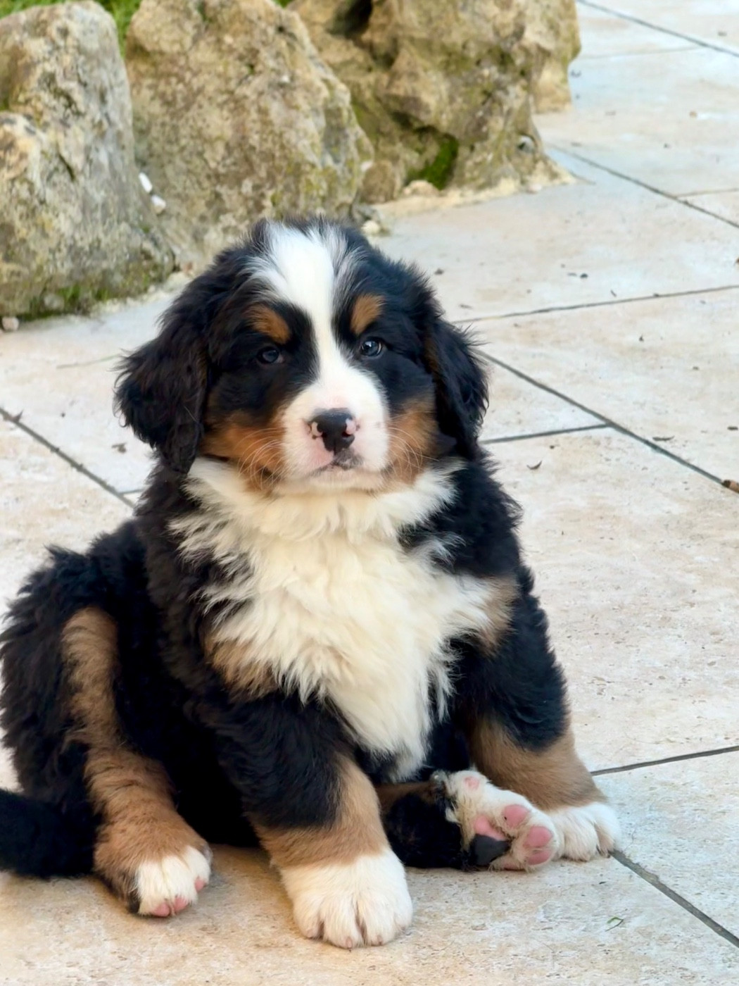 Du Secret Des Mimosas - Chiots disponibles - Bouvier Bernois