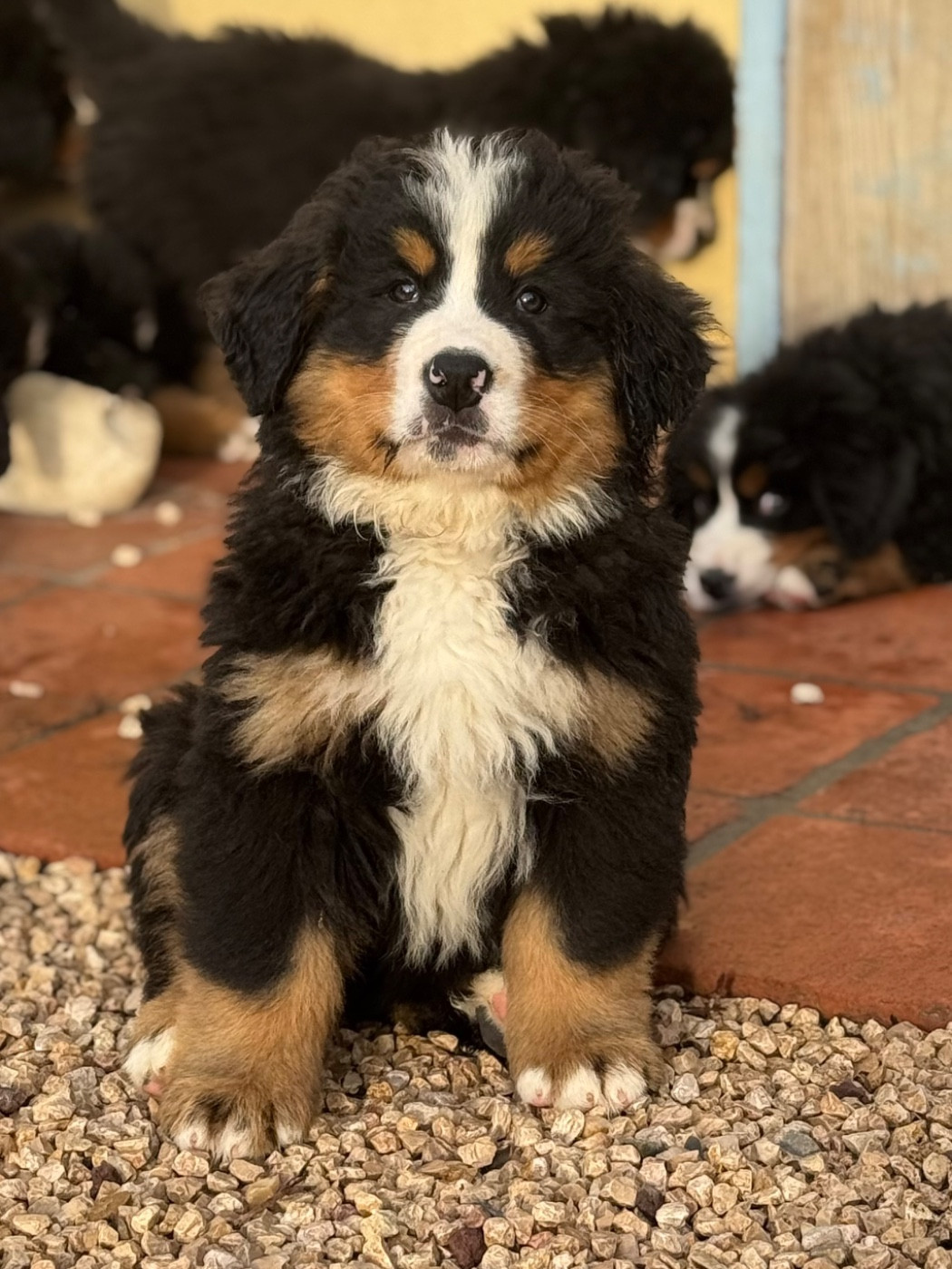 Du Secret Des Mimosas - Bouvier Bernois - Portée née le 11/10/2025