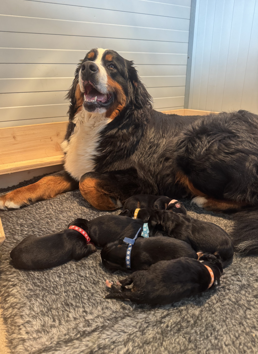 Chiot Bouvier Bernois Du Secret Des Mimosas