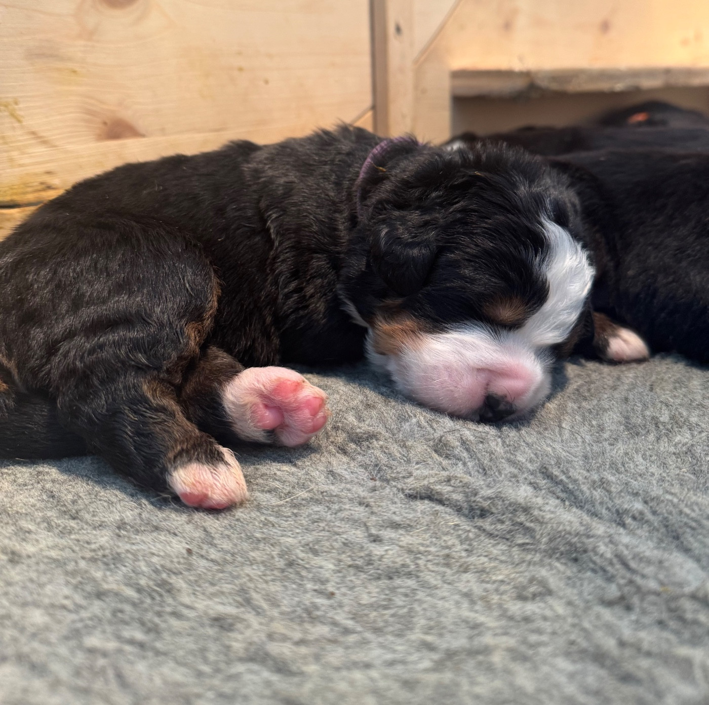 Du Secret Des Mimosas - Chiots disponibles - Bouvier Bernois