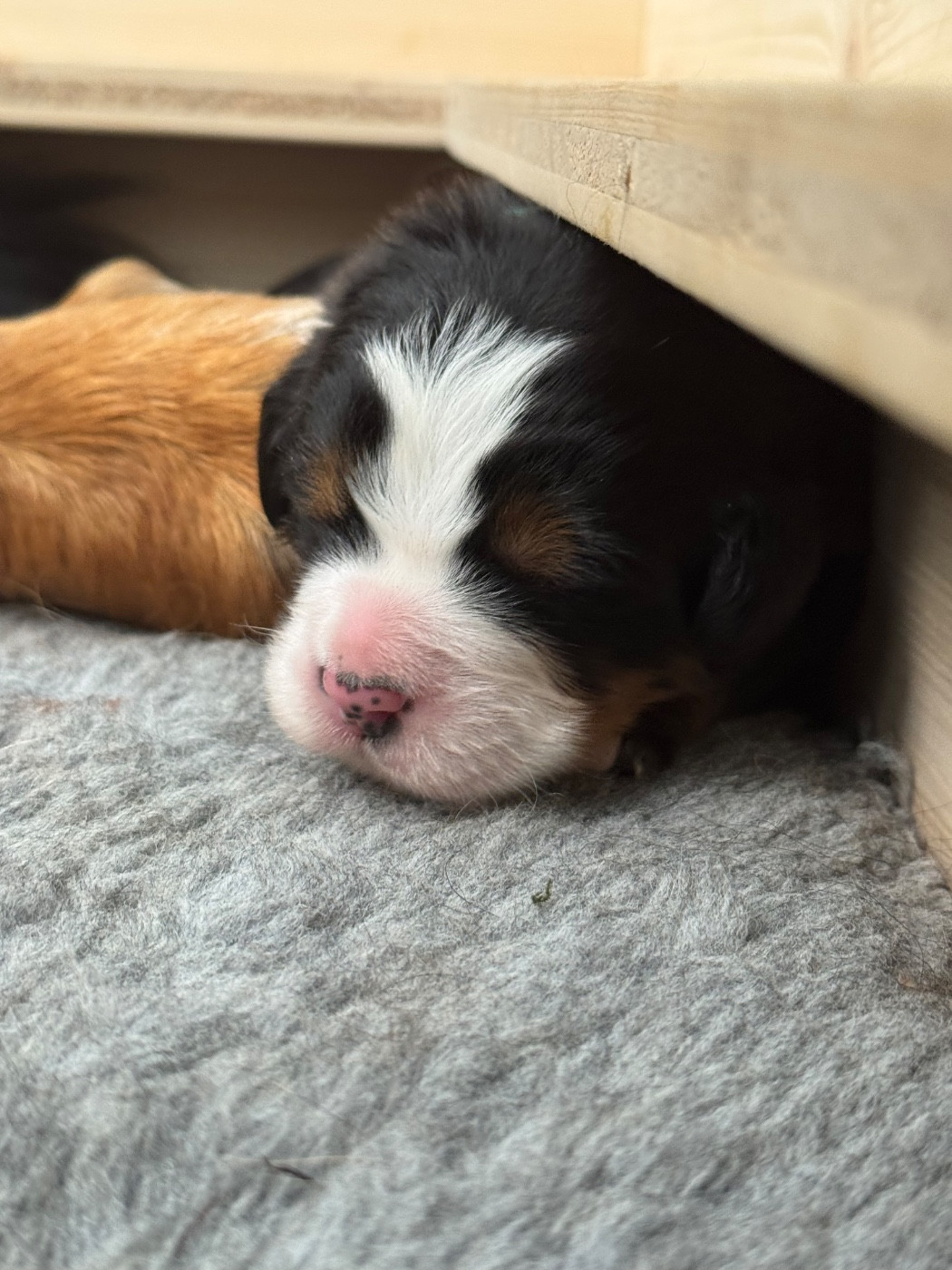 Du Secret Des Mimosas - Chiots disponibles - Bouvier Bernois