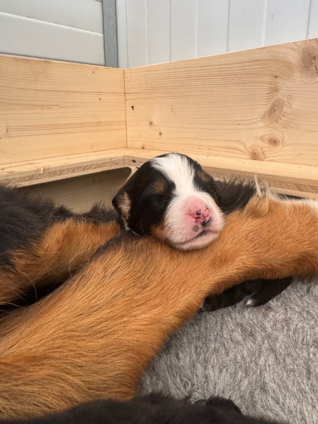 Du Secret Des Mimosas - Chiots disponibles - Bouvier Bernois