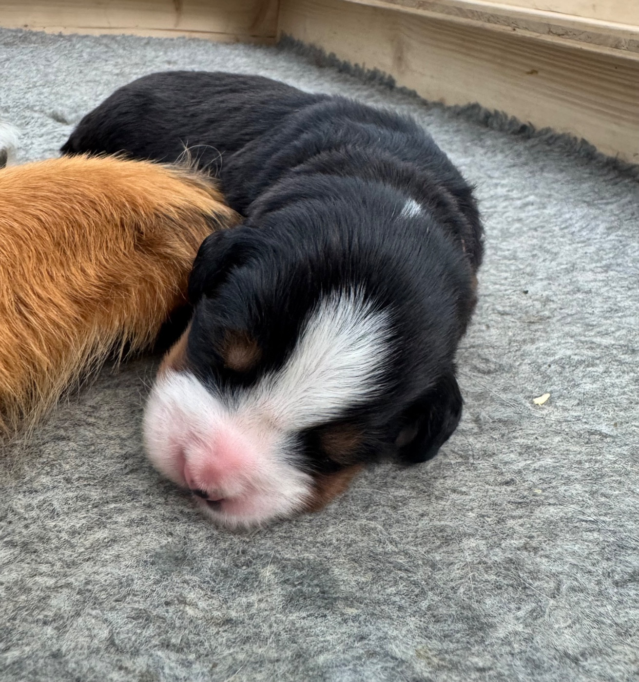 Du Secret Des Mimosas - Chiots disponibles - Bouvier Bernois