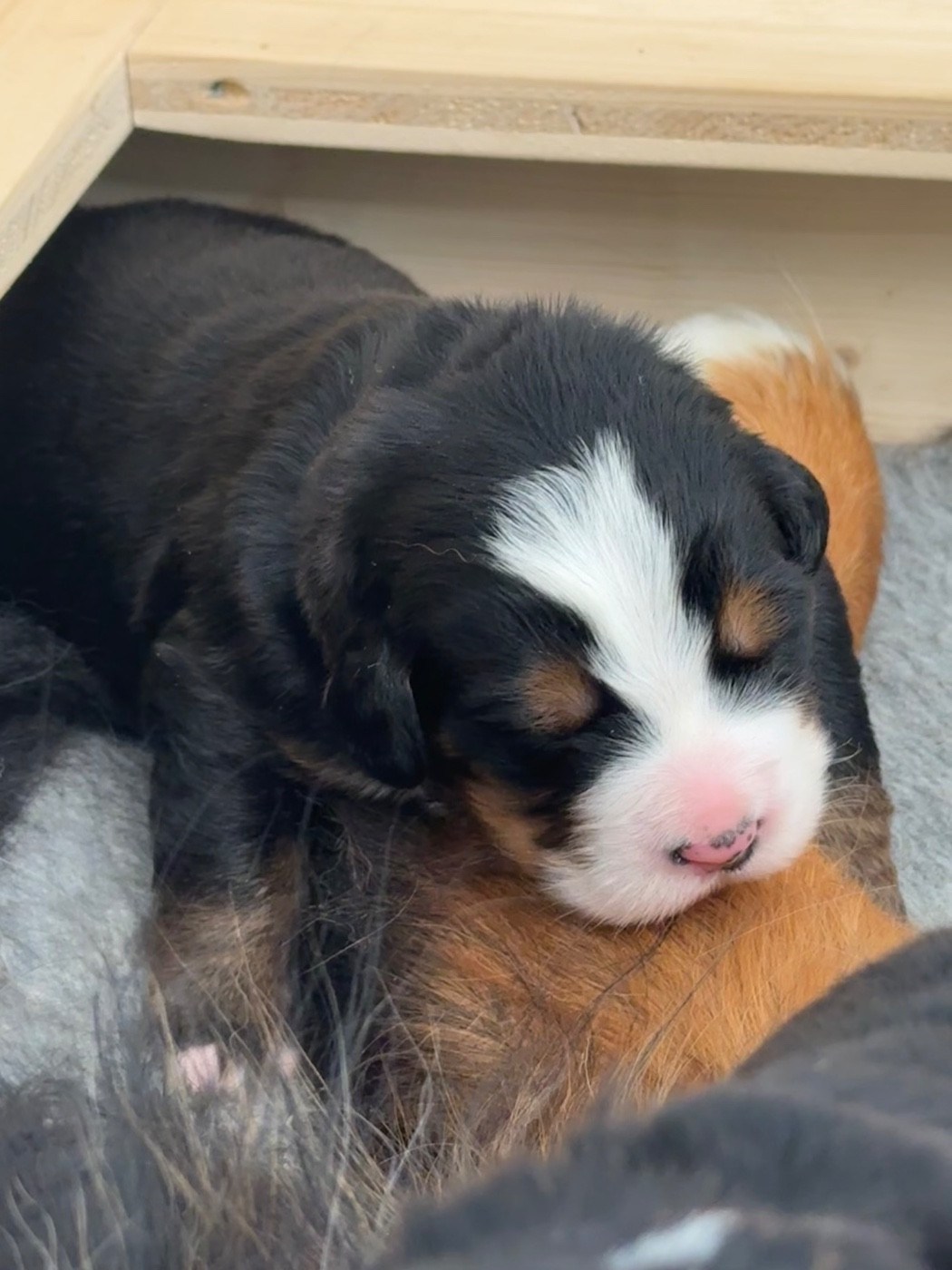 Du Secret Des Mimosas - Chiots disponibles - Bouvier Bernois