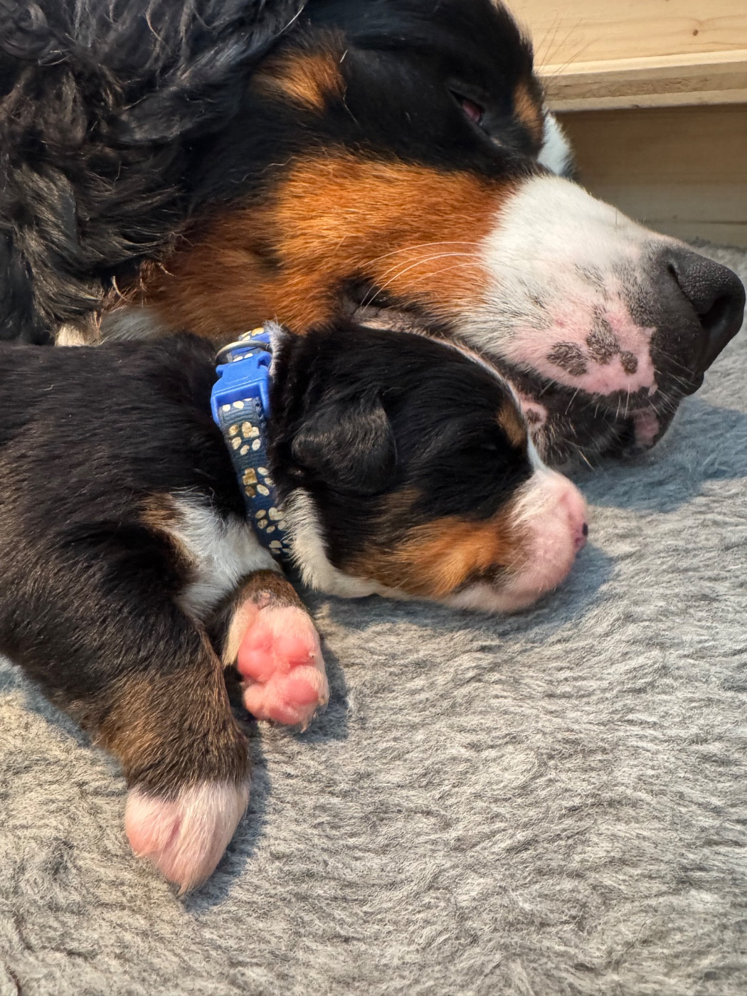 Du Secret Des Mimosas - Chiots disponibles - Bouvier Bernois