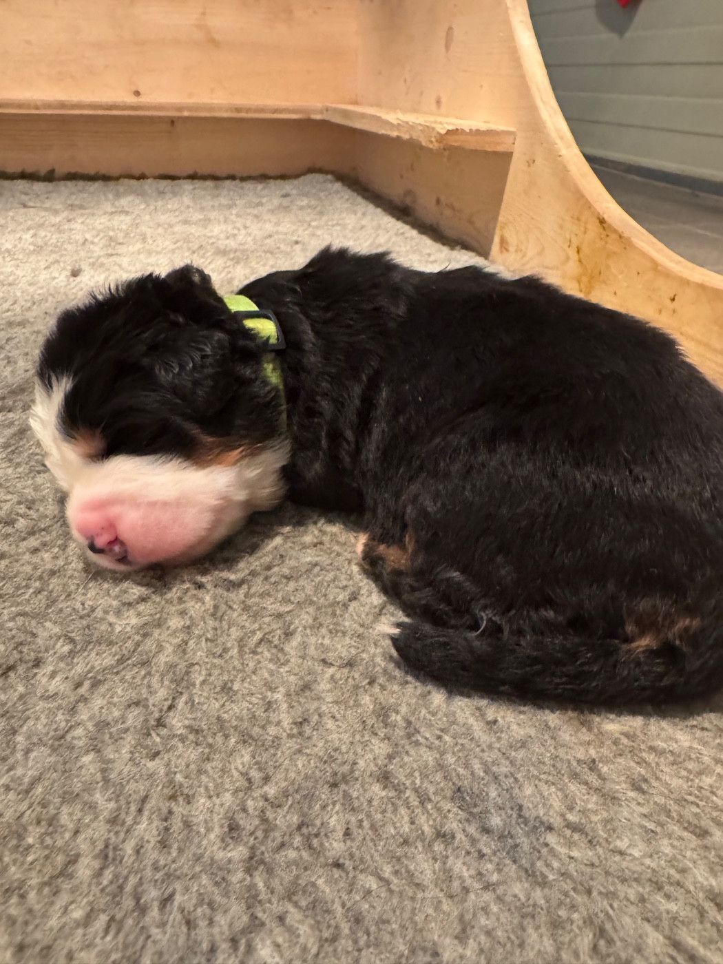 Du Secret Des Mimosas - Chiots disponibles - Bouvier Bernois