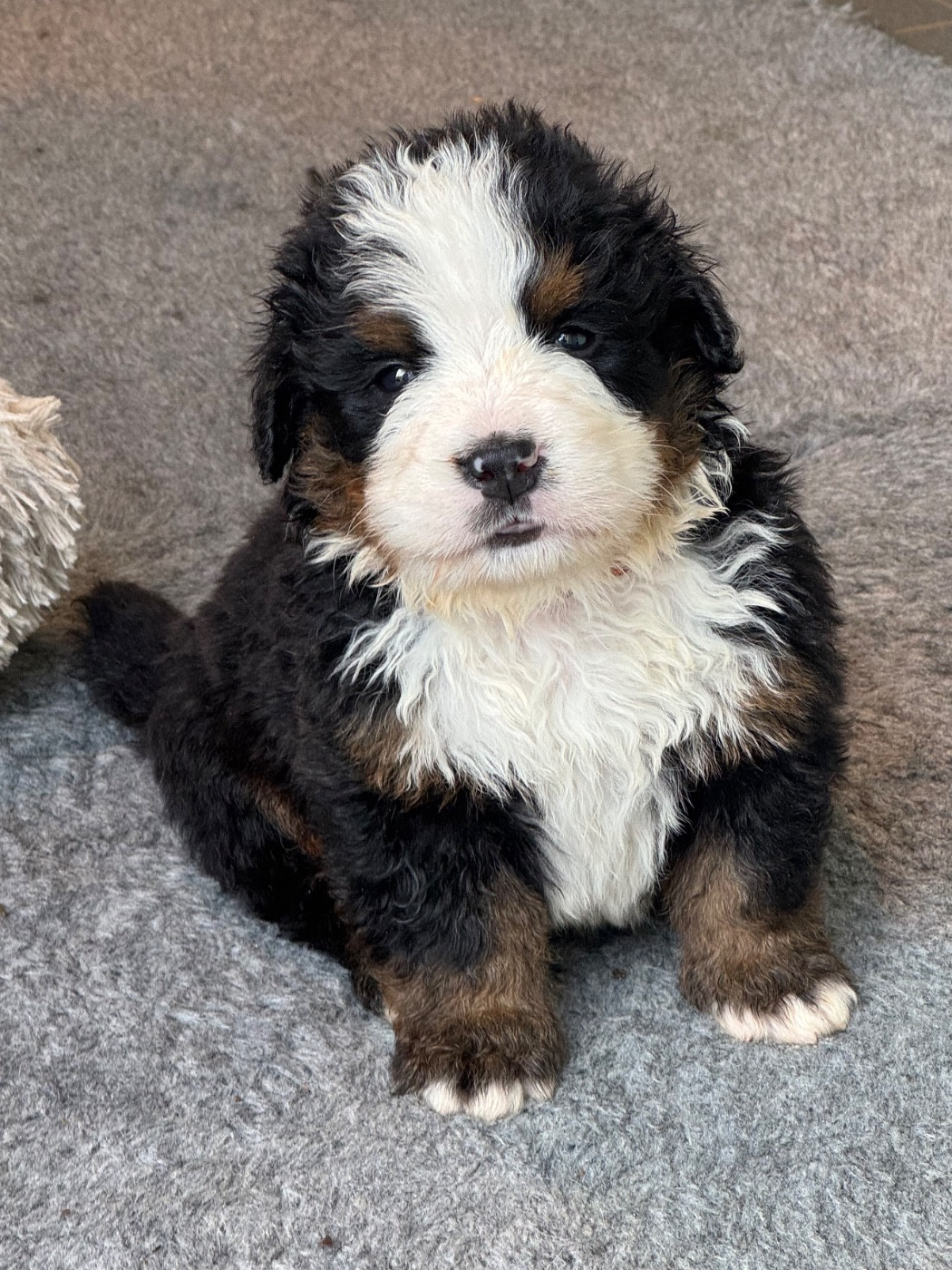 Du Secret Des Mimosas - Chiots disponibles - Bouvier Bernois