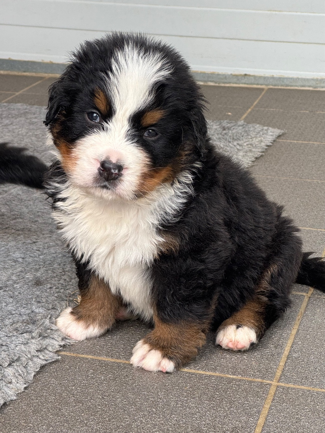 Du Secret Des Mimosas - Chiots disponibles - Bouvier Bernois