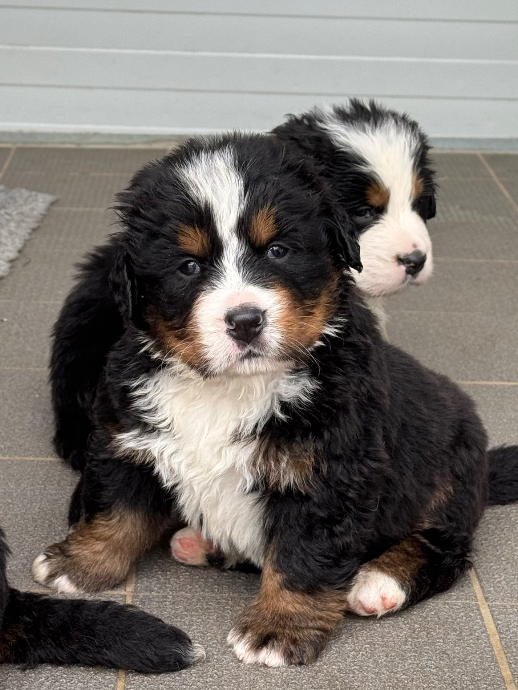 Du Secret Des Mimosas - Chiots disponibles - Bouvier Bernois
