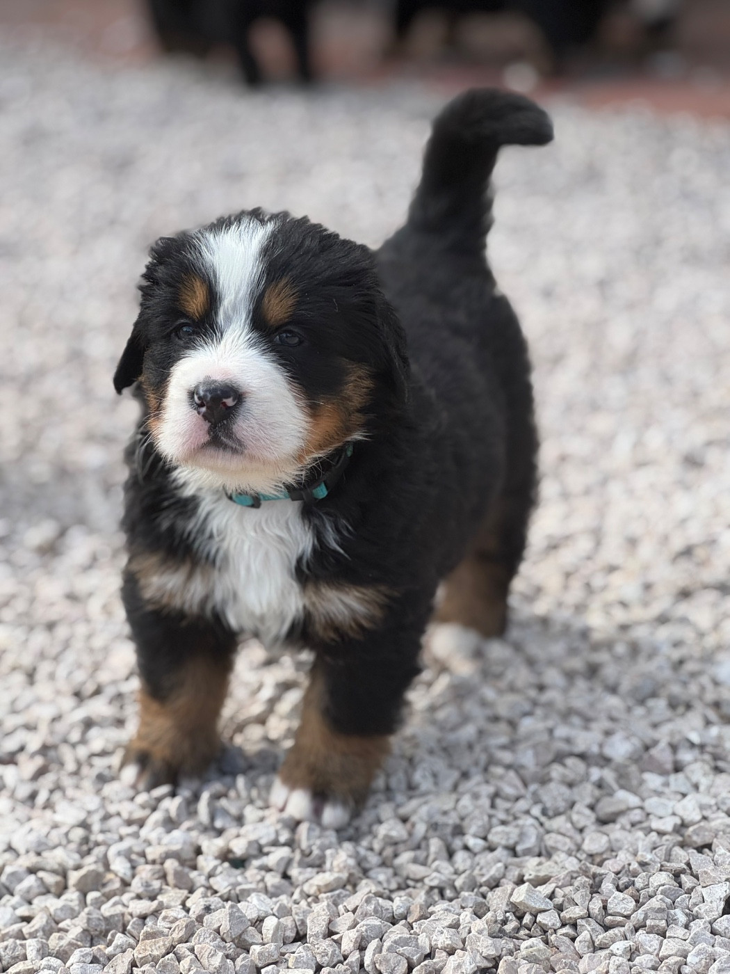 Du Secret Des Mimosas - Chiots disponibles - Bouvier Bernois