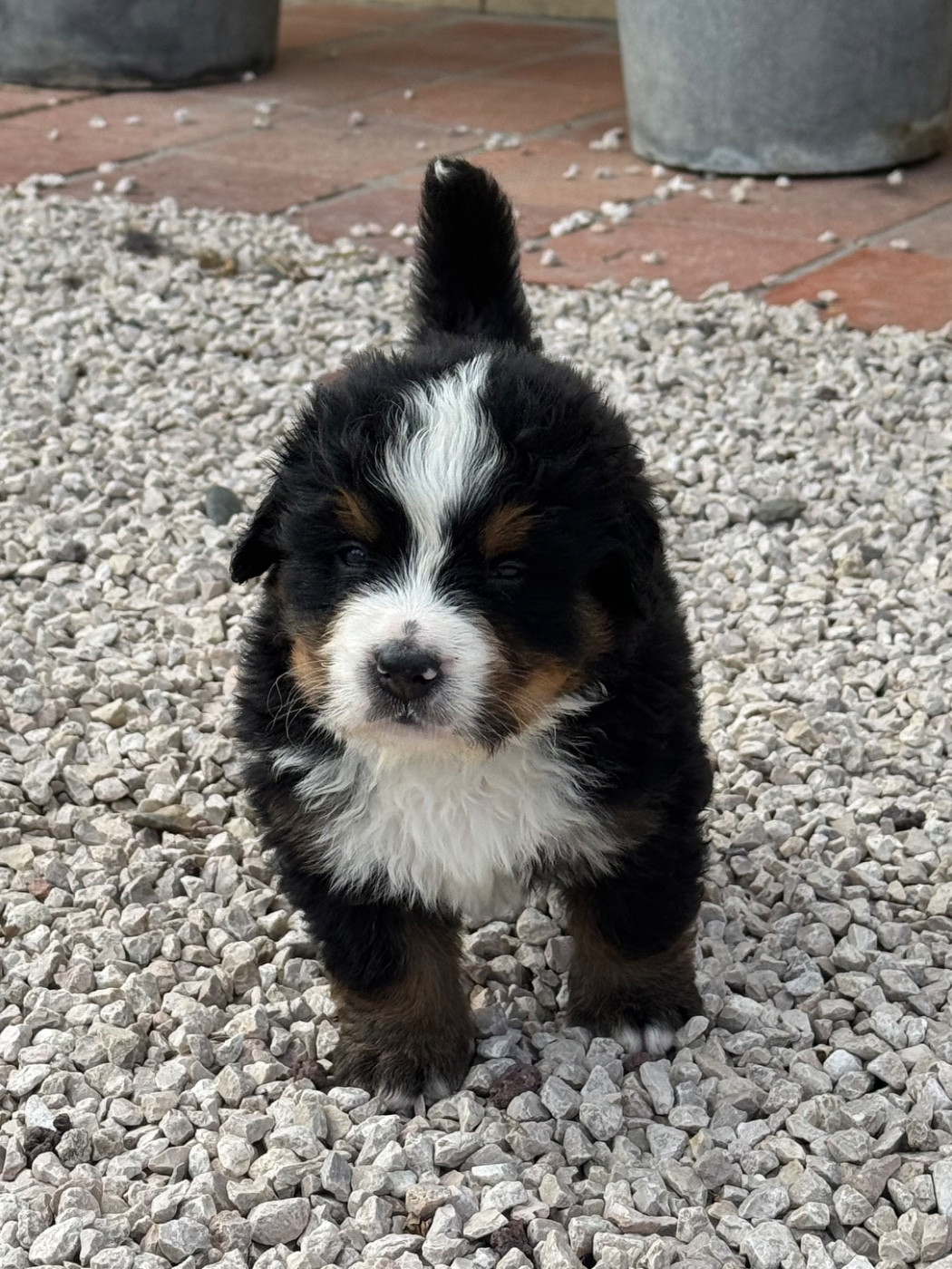 Du Secret Des Mimosas - Chiots disponibles - Bouvier Bernois
