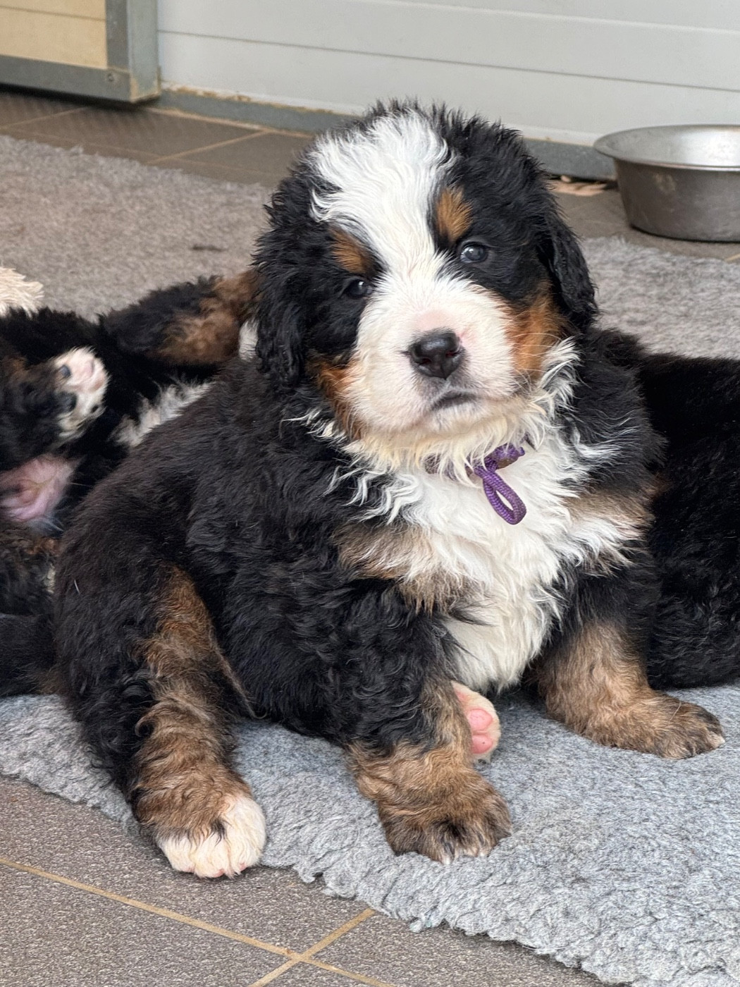 Du Secret Des Mimosas - Chiots disponibles - Bouvier Bernois