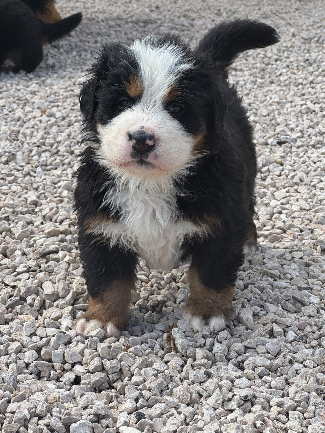 Du Secret Des Mimosas - Chiots disponibles - Bouvier Bernois