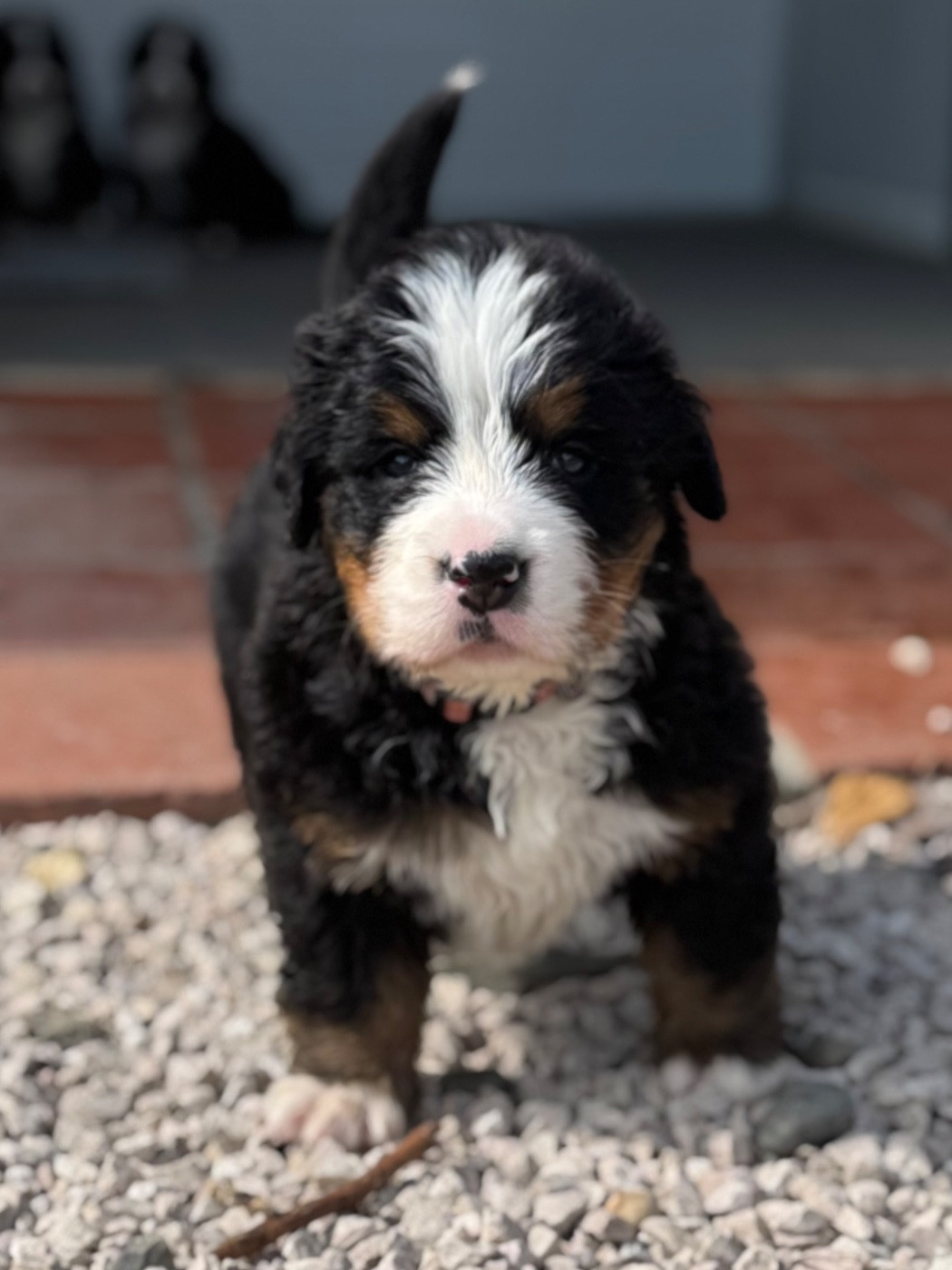Du Secret Des Mimosas - Chiots disponibles - Bouvier Bernois