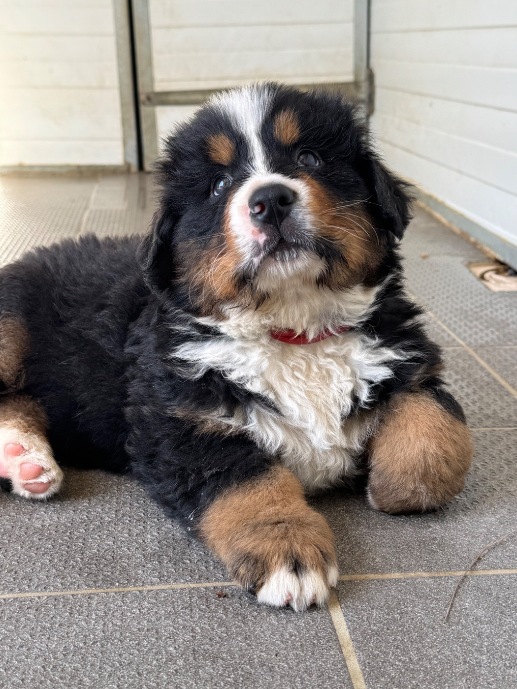 Du Secret Des Mimosas - Chiots disponibles - Bouvier Bernois