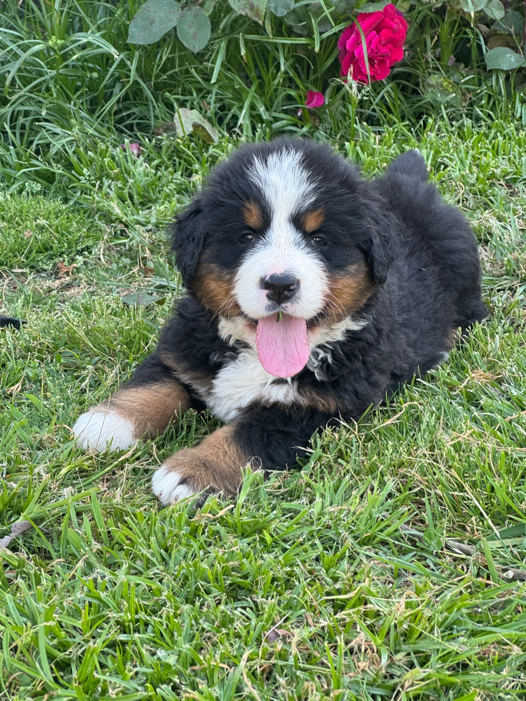 Du Secret Des Mimosas - Chiots disponibles - Bouvier Bernois
