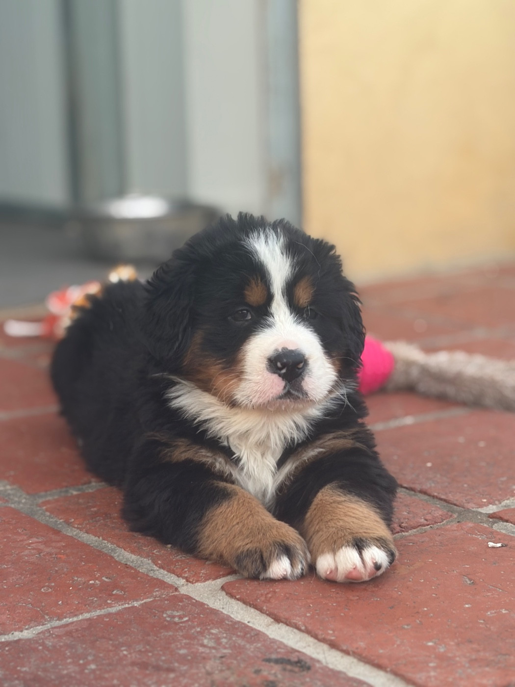 Du Secret Des Mimosas - Chiots disponibles - Bouvier Bernois