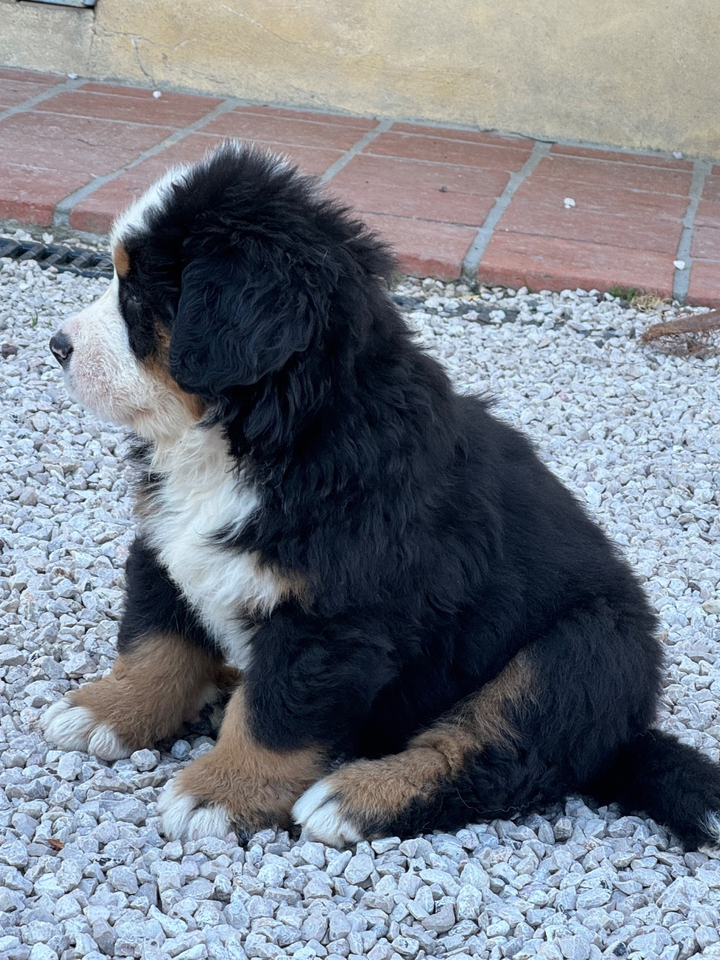 Du Secret Des Mimosas - Chiots disponibles - Bouvier Bernois