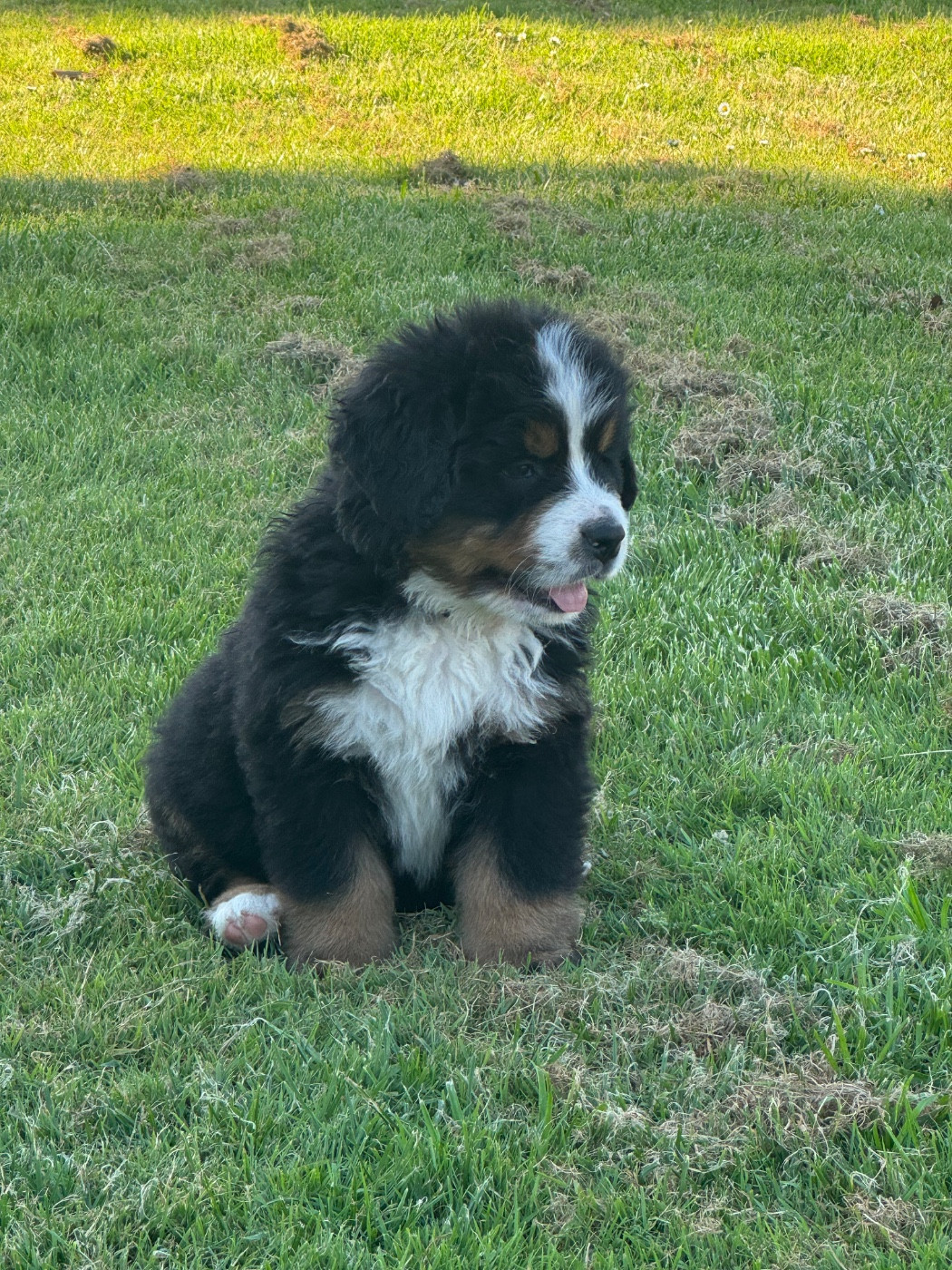 Du Secret Des Mimosas - Chiots disponibles - Bouvier Bernois