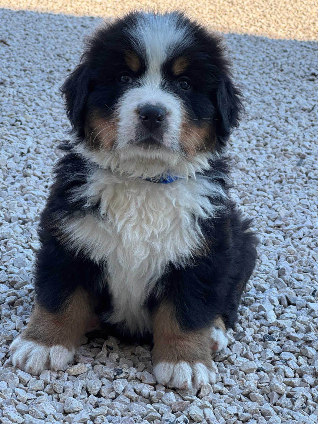 Du Secret Des Mimosas - Chiots disponibles - Bouvier Bernois