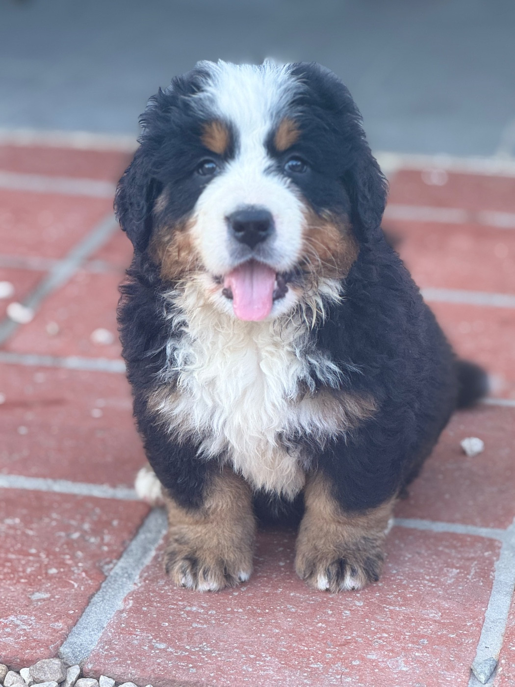 Du Secret Des Mimosas - Chiots disponibles - Bouvier Bernois