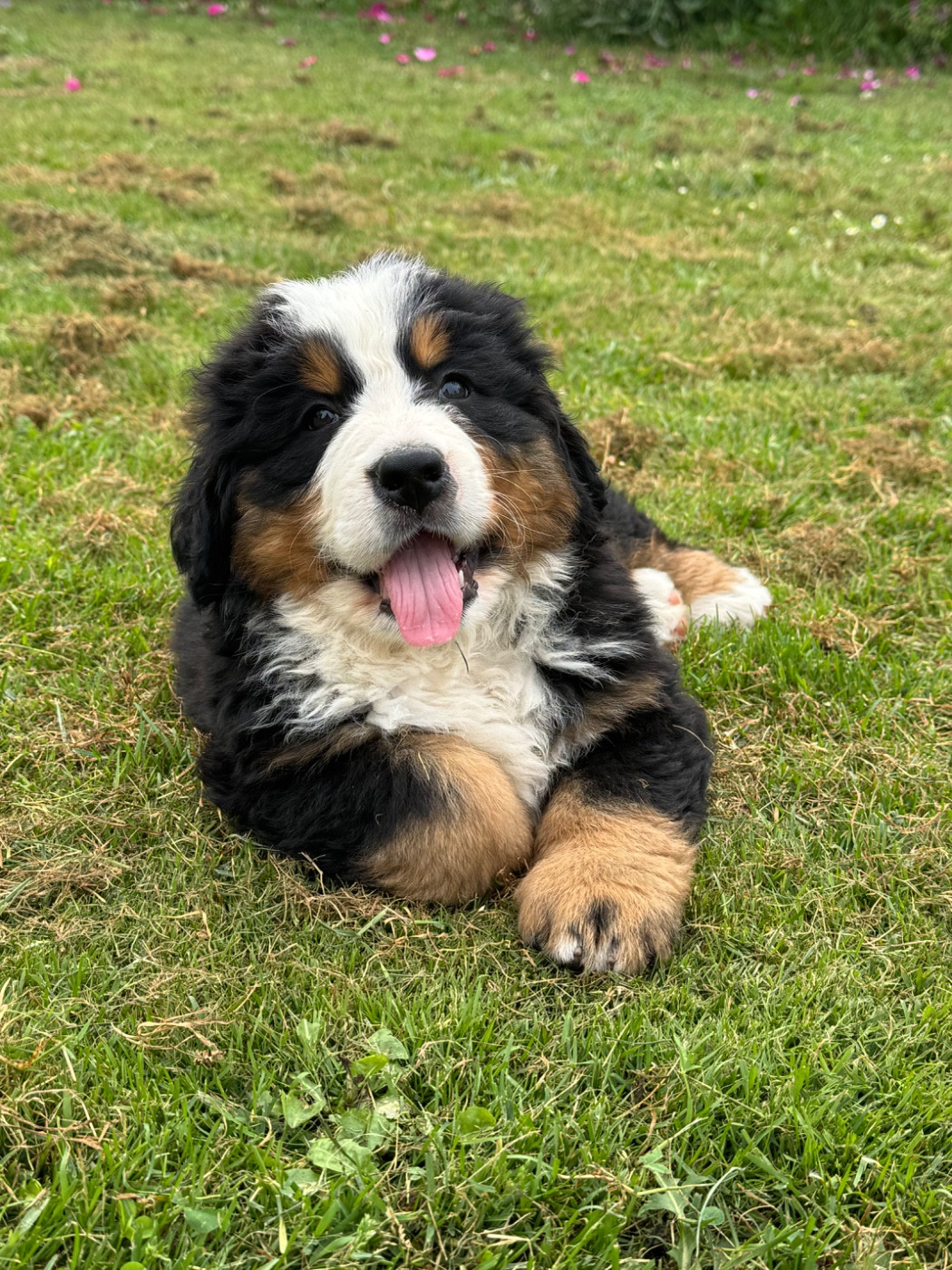 Du Secret Des Mimosas - Chiots disponibles - Bouvier Bernois