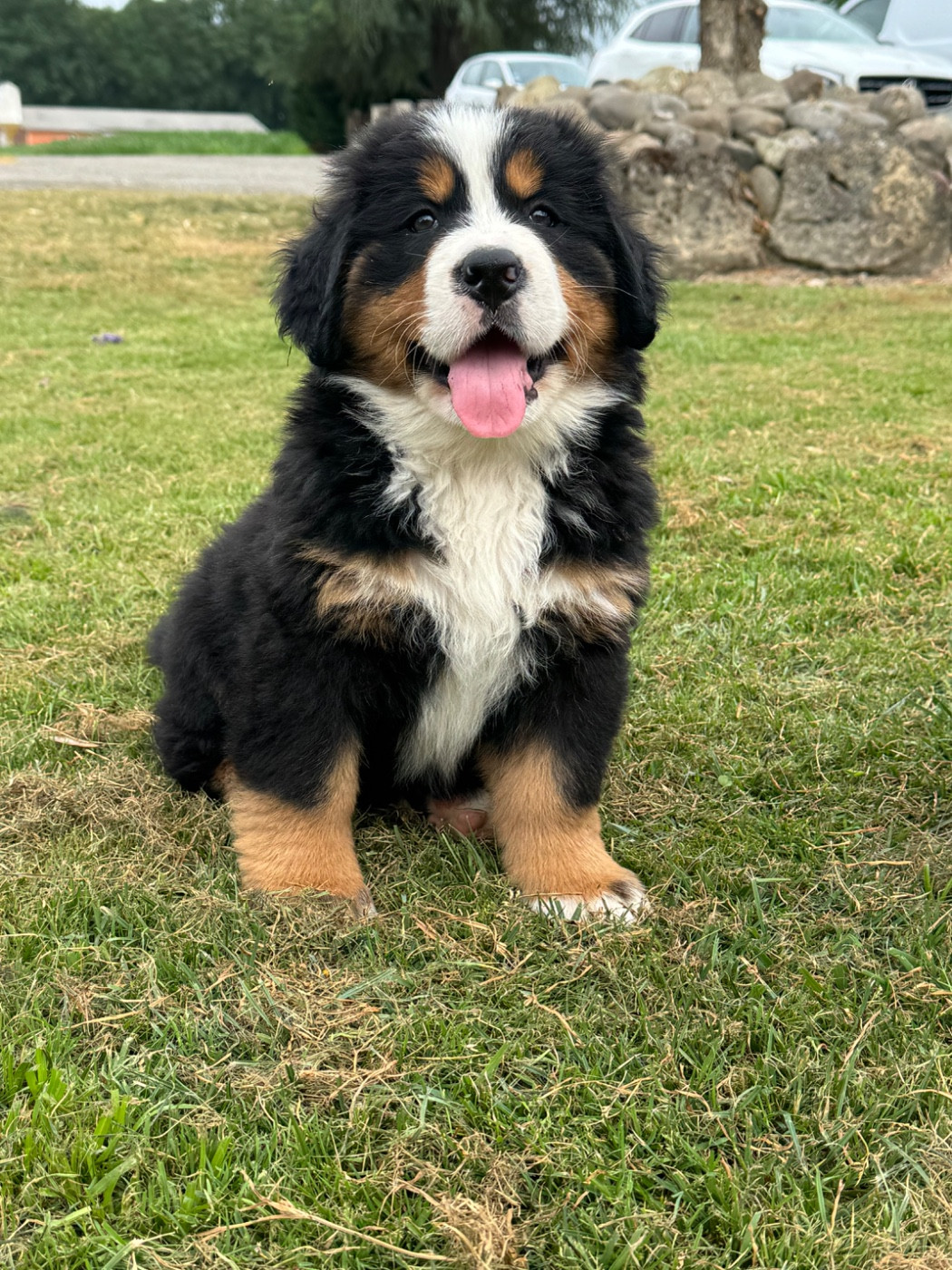 Du Secret Des Mimosas - Chiots disponibles - Bouvier Bernois