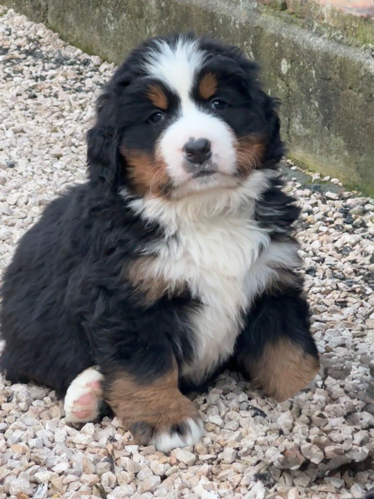 Du Secret Des Mimosas - Chiots disponibles - Bouvier Bernois