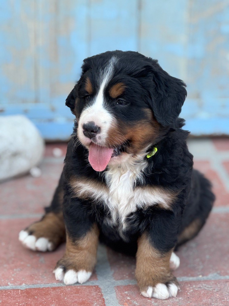 Du Secret Des Mimosas - Chiots disponibles - Bouvier Bernois