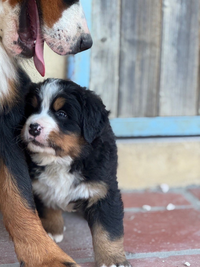Du Secret Des Mimosas - Chiots disponibles - Bouvier Bernois
