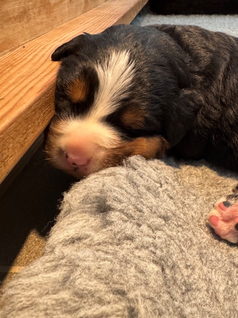 Du Secret Des Mimosas - Chiots disponibles - Bouvier Bernois