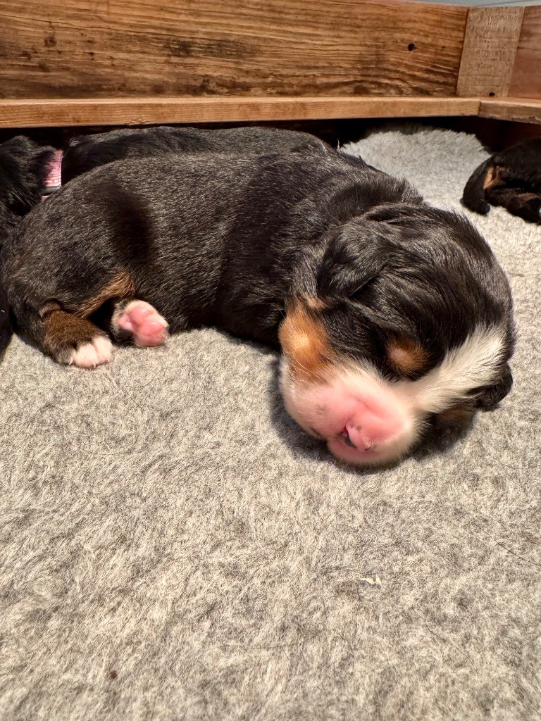 Du Secret Des Mimosas - Chiots disponibles - Bouvier Bernois
