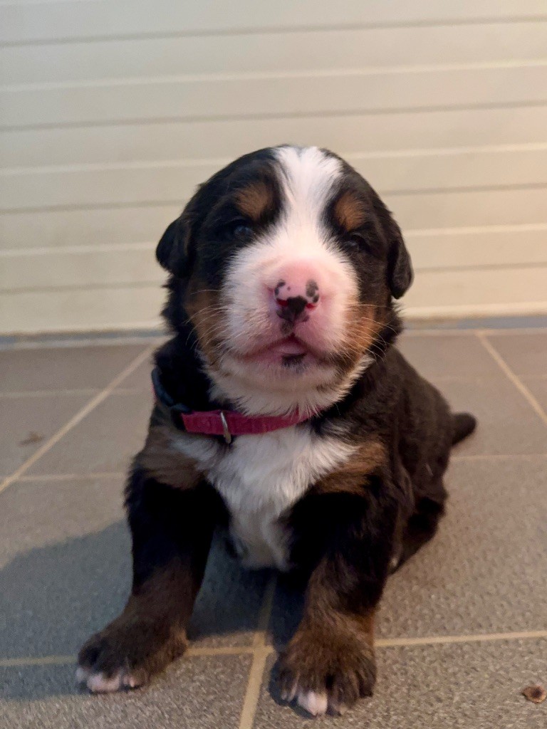 Du Secret Des Mimosas - Chiots disponibles - Bouvier Bernois