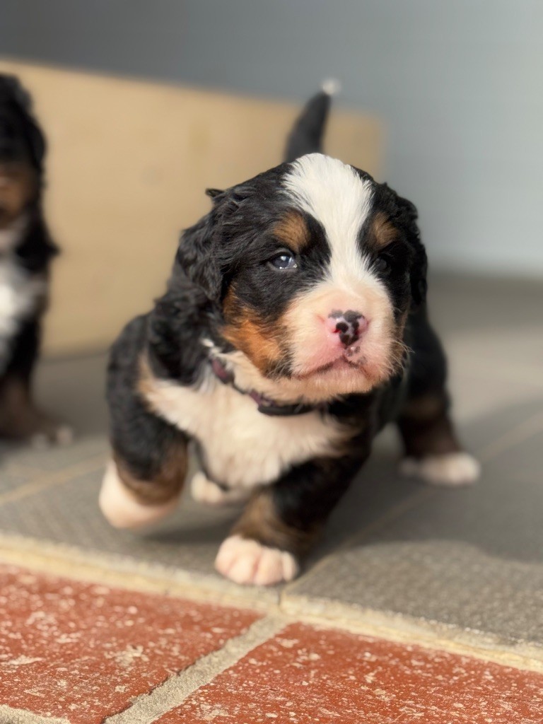 Du Secret Des Mimosas - Chiots disponibles - Bouvier Bernois