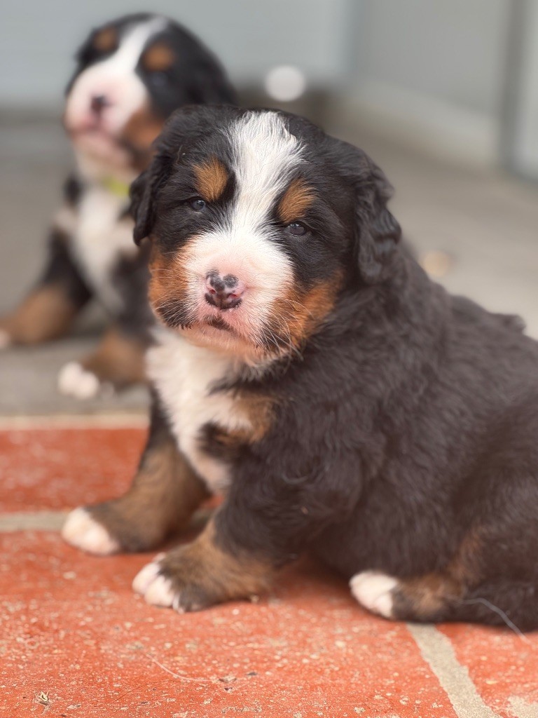 Du Secret Des Mimosas - Chiots disponibles - Bouvier Bernois