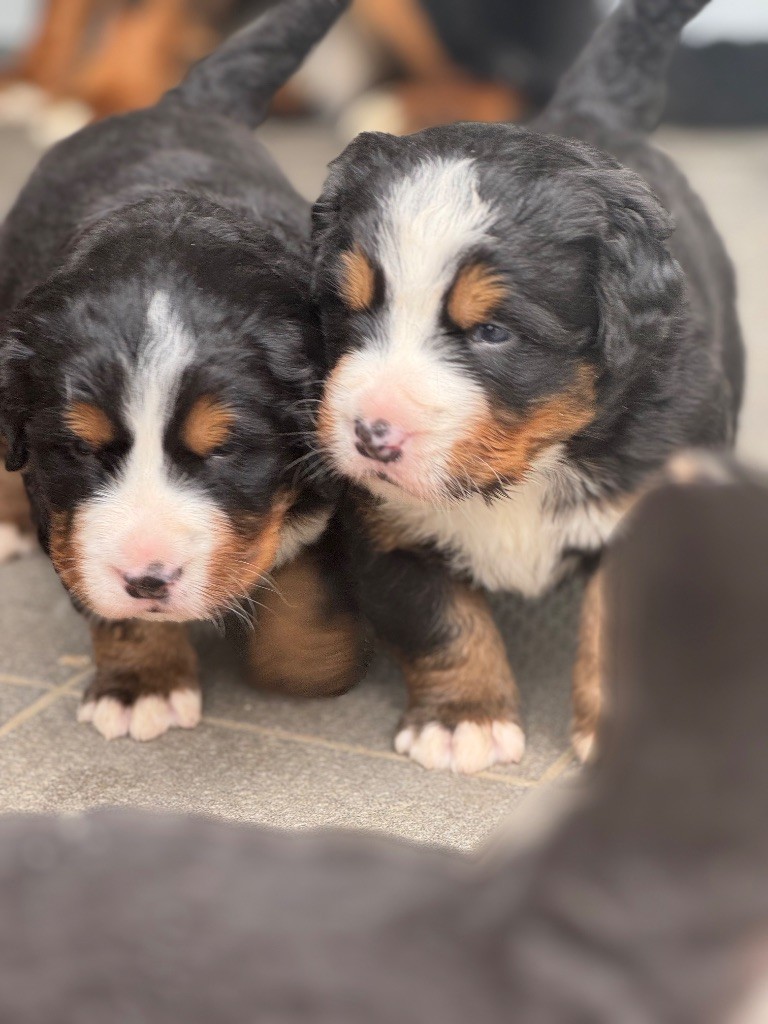 Du Secret Des Mimosas - Chiots disponibles - Bouvier Bernois