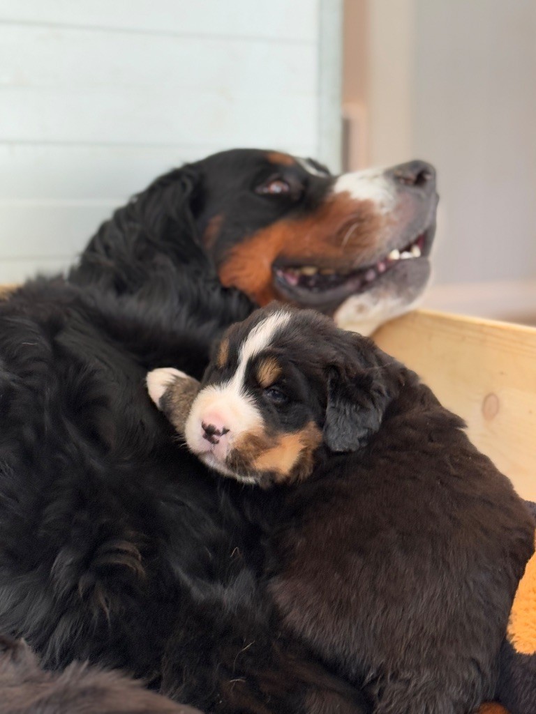 Du Secret Des Mimosas - Chiots disponibles - Bouvier Bernois